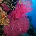 seafan_cc_v_0705_png1672.jpg